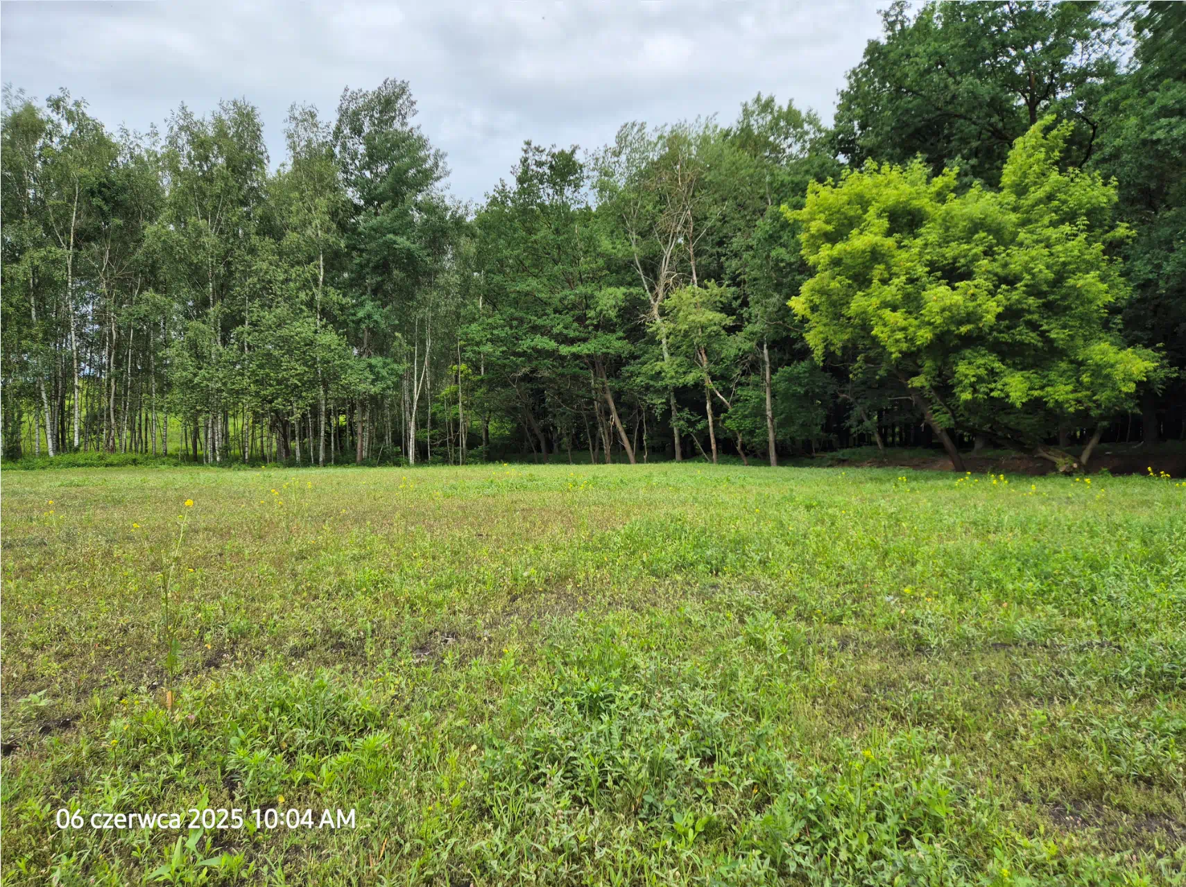 Obszar po zakończeniu prac rekultywacyjnych z roślinnością